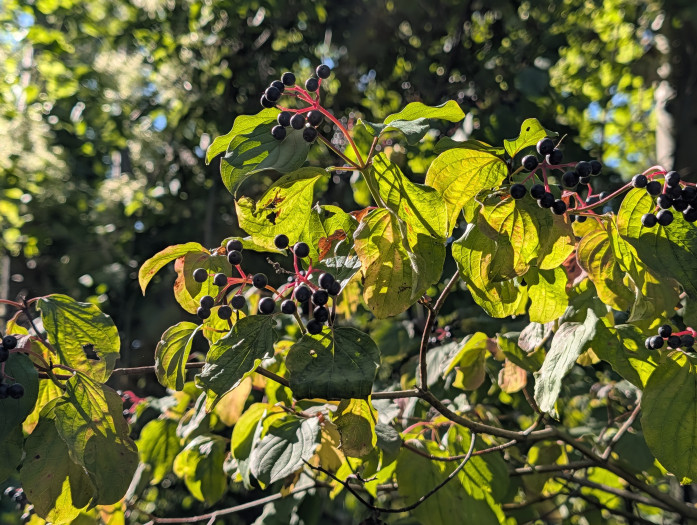 Das Pixel 10 Pro XL macht in der Situation aber ebenfalls ein gutes Foto. (Bild: Tobias Költzsch/Golem)
